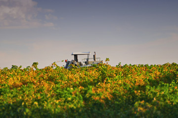 Fototapeta premium Sultana grape drying racks. Location: Filmed Mildura Region