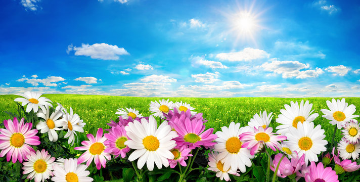 Blumen, gr&uuml;ne Wiese und blauer Himmel mit strahlender Sonne