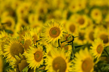 summer sunflower field scene