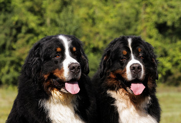 Two Bouvier Bernese mountain dogs.