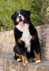 Bouvier Bernese mountain dog portrait