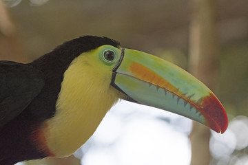 Head of a Keel-Billed toucan