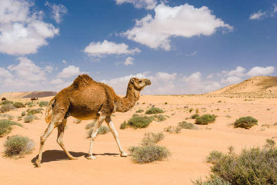 Dromedary camel walking in the desert, Wadi Draa, Tan- Tan, Moro