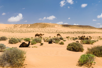 Herd of Arabian camels in the desert, Morocco 