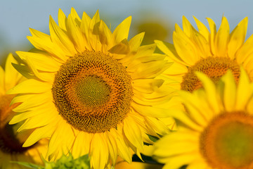 summer sunflower field scene