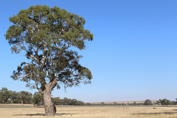 Fototapeta na wymiar Australian Outback image with copy space