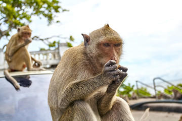 Monkey on the car is eating Thailand