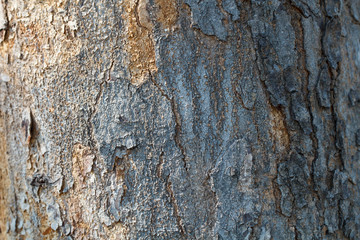 Wooden tree texture and background