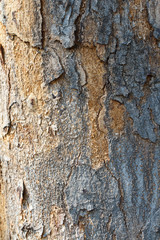 Wooden tree texture and background