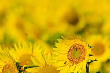 summer sunflower field scene