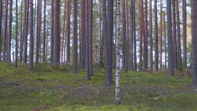12931_The_tall_pine_trees_on_the_forest_.mov