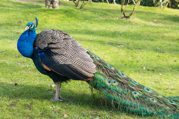 Obraz premium Peacock in the park