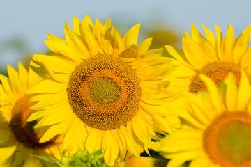 summer sunflower field scene
