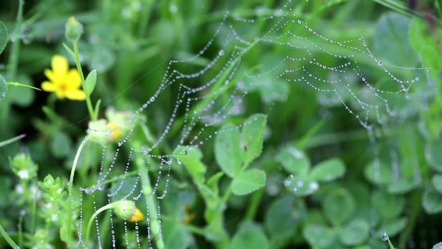 Spider web with dew drops on a green vegetation background