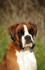 Portrait of dog breed boxer