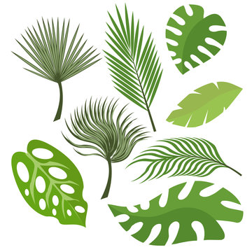 Set of exotic leaves from palm trees or tropical trees. Vector, illustration in flat style isolated on white background EPS10