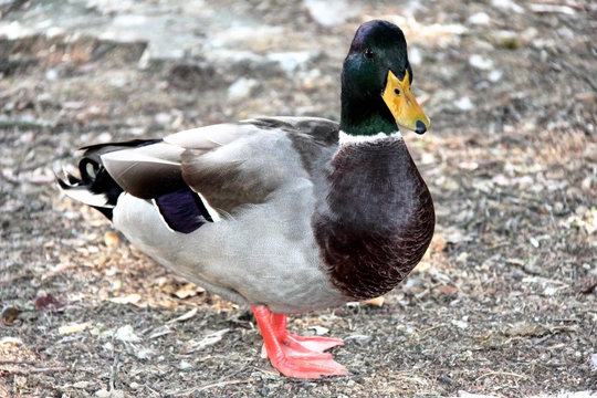 Canard