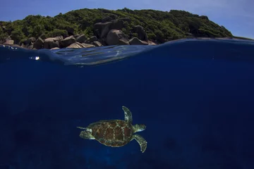Papier Peint photo autocollant Tortue Sea Turtle over under split photo half and half