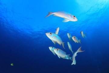 Underwater coral reef and fish in ocean