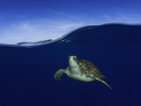 Sea Turtle underwater with ocean surface and sky