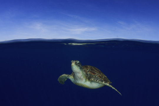 Sea Turtle underwater with ocean surface and sky