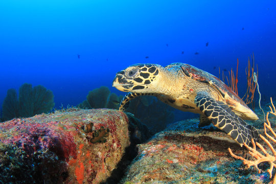 Hawksbill Sea Turtle on coral reef