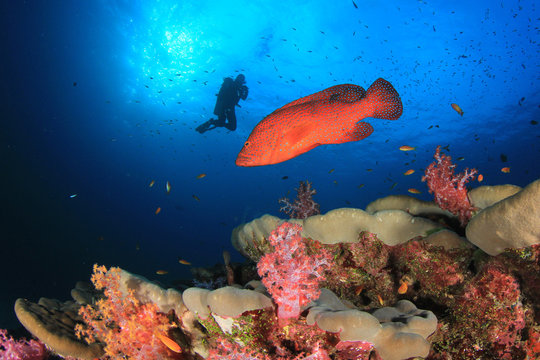 Scuba diver explores underwater coral reef in ocean