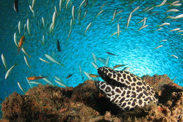 Honeycomb moray eel and snappers fish