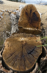 Old dead tree cut down close up detail of stump and tree.