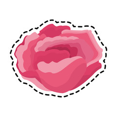 pink flower icon image vector illustration design