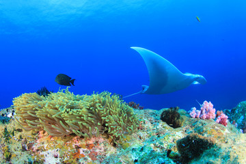 Manta Ray comes to cleaning station. Manta ray swims over coral reef with fish