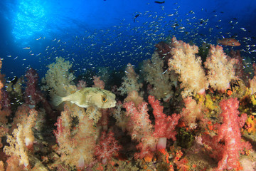 Plakat Underwater coral reef and fish in ocean