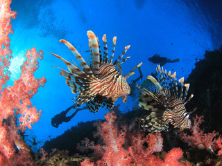 Lionfish fish with scuba divers 