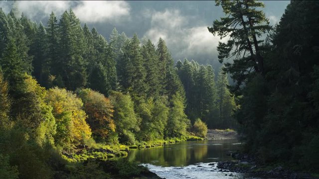 Mists blowing above tall evergreens along the North Umpqua River Canyon, Oregon