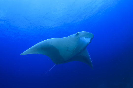 Manta Ray comes to cleaning station. Manta ray swims over coral reef with fish