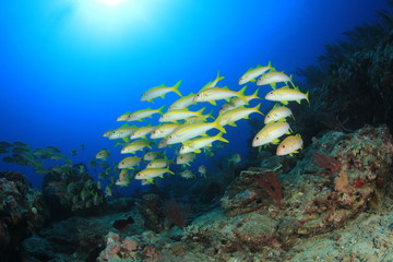 Naklejka na ściany i meble School of fish on coral reef underwater 