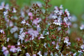 Flowering thyme