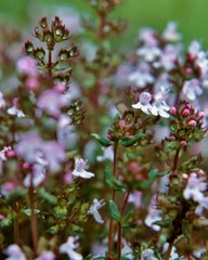 Flowering thyme