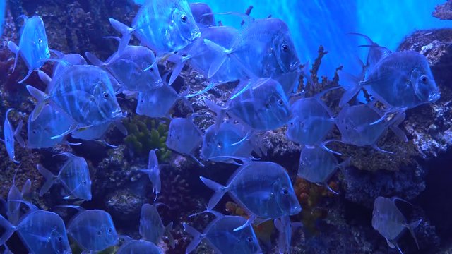 Beautiful fish slowly swimming in the aquarium. Background in 4K. Many fish Selene vomer