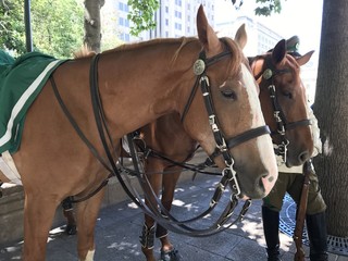 police horses in chile 