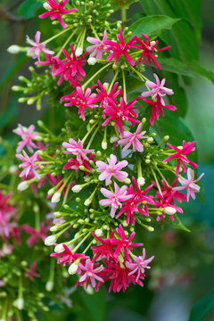 Pink flowers blossom, Quisqualis Indica flower plant , Chinese honeysuckle, Rangoon Creeper or Combretum indicum.