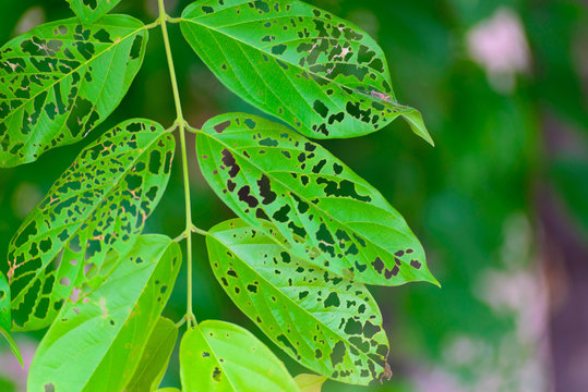 Fototapeta Leaf with holes, eaten by pests, diseased and decayed weeping green leaf lace selective focus