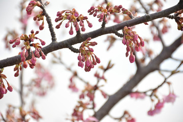 桜のつぼみ　早春の風景