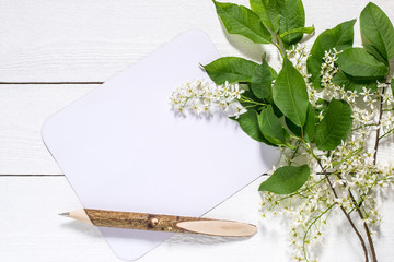 Flowering branch of bird cherry on a white wooden background