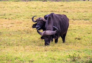 Cape Buffalo Grazing