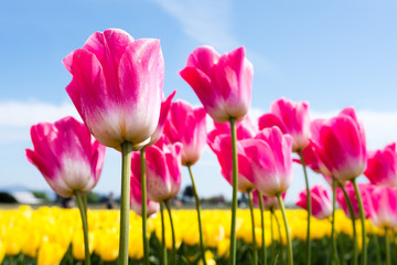Multicolored tulips growing on a tulip field