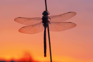 emperor dragonfly with red morning sky