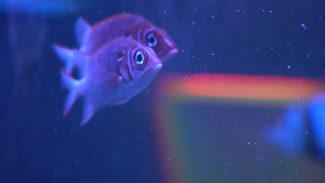 Pisces swim in the aquarium. Beautiful fish in slow motion. Fish sargocentron diadema. 4K.