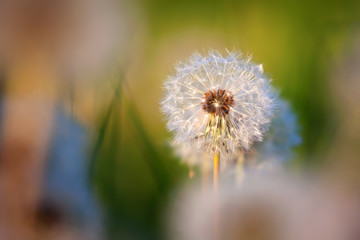 blowball in the meadow with morning light