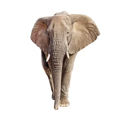 Papier Peint photo Lavable Éléphant Vue de face de l& 39 éléphant d& 39 Afrique isolé